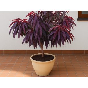 Mini broskyňa nízkokmenná (Prunus persica) 'HONEY RED' - stredne skorá, výška 60-80 cm, voľnokorenná